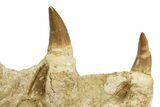 Mosasaur (Hainosaurus) Jaw with Seven Teeth - Morocco #344926-3